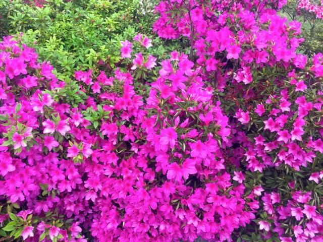 Azalea Di Gigliola Ziello - "Casa Azalea" Villa Cremia Kültér fotó